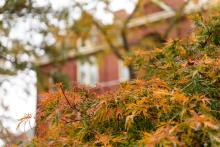 Tech Tower and leaves from a Japanese maple tree Tech Tower and leaves from a Japanese maple tree